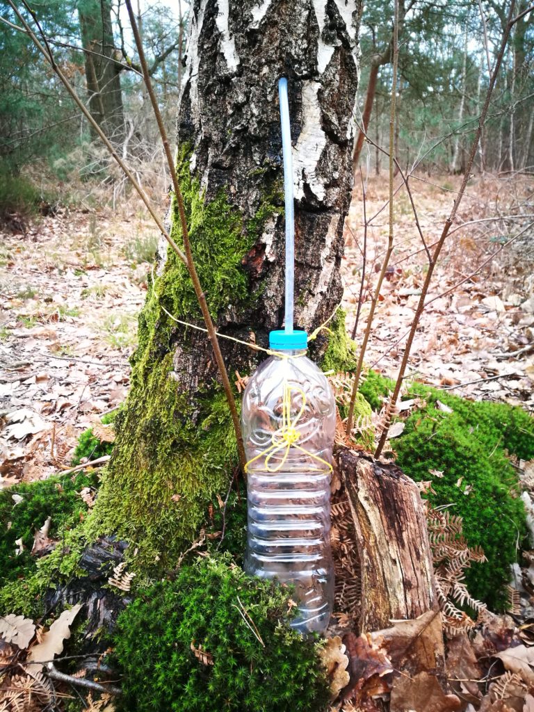 cure sève de bouleau printemps récolter soi-même diy jus de bouleau sucre de bouleau écorce de bouleau 